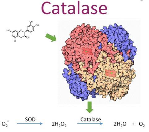 Enzyme catalase- Thành phần chính của BoniHair